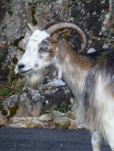 mouflon