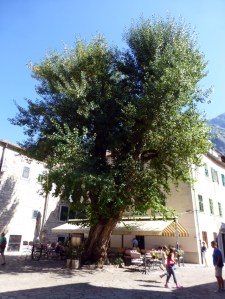 tree