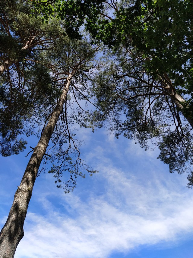 IMG_20200706_122123-01