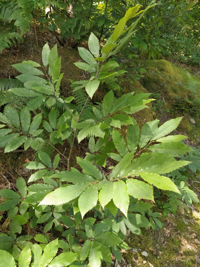 IMG_20200706_130910-01