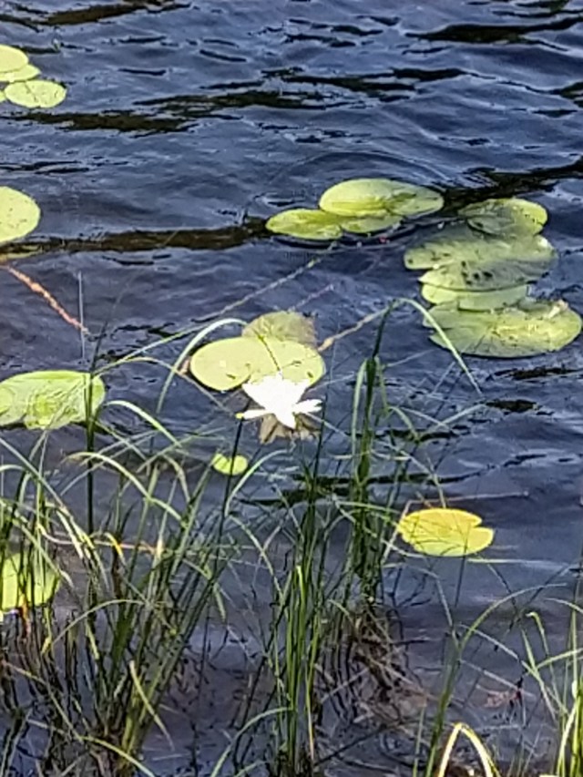 IMG_20200706_131102-01