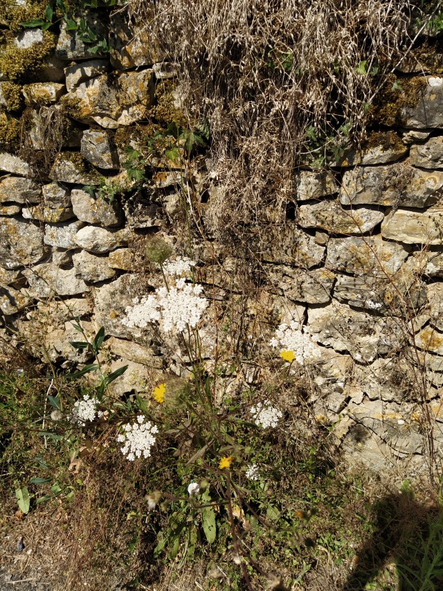 IMG_20200727_112609-01