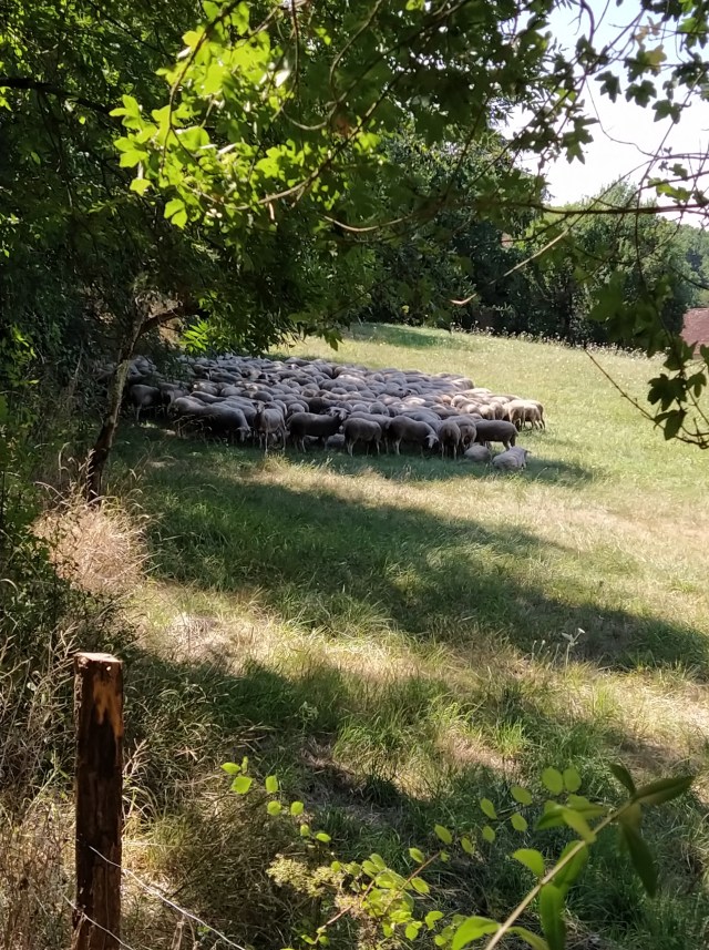 IMG_20200727_123121-01