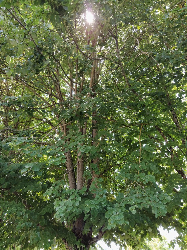 IMG_20200727_143049-01