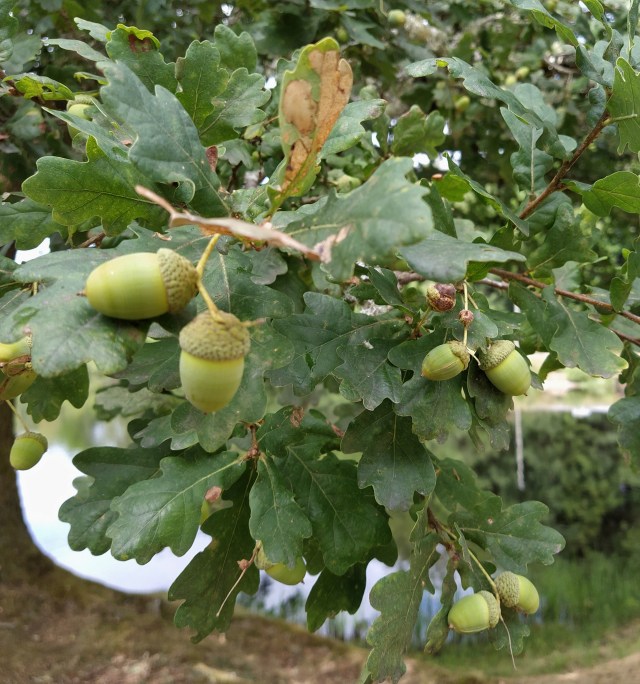 IMG_20200803_120819-01