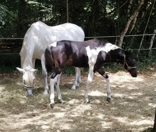 IMG_20200810_130020-01