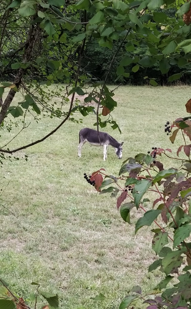 IMG_20200817_115753-01