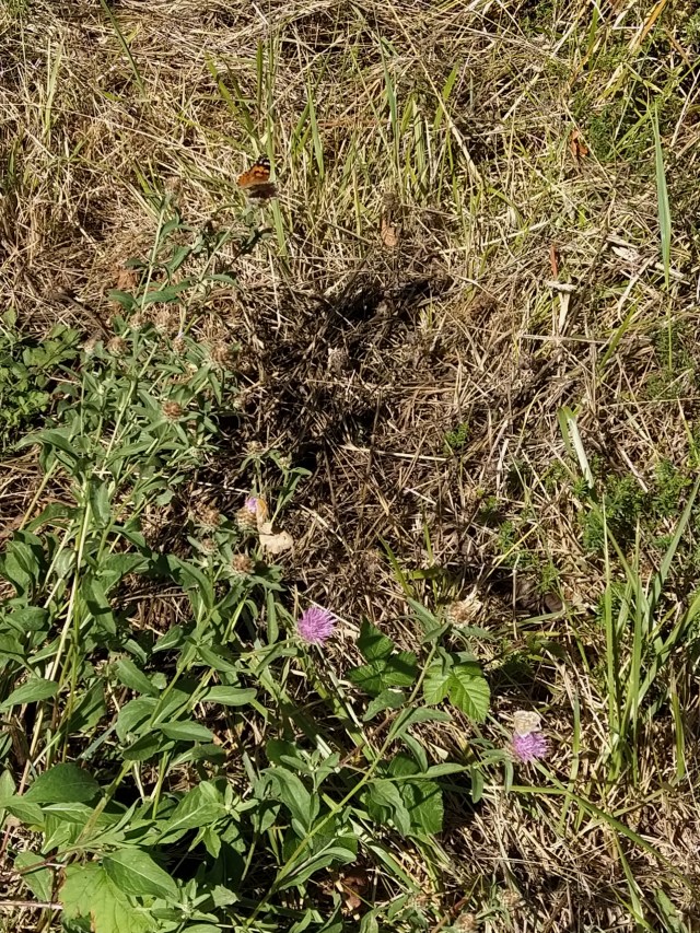 IMG_20200817_130916-01