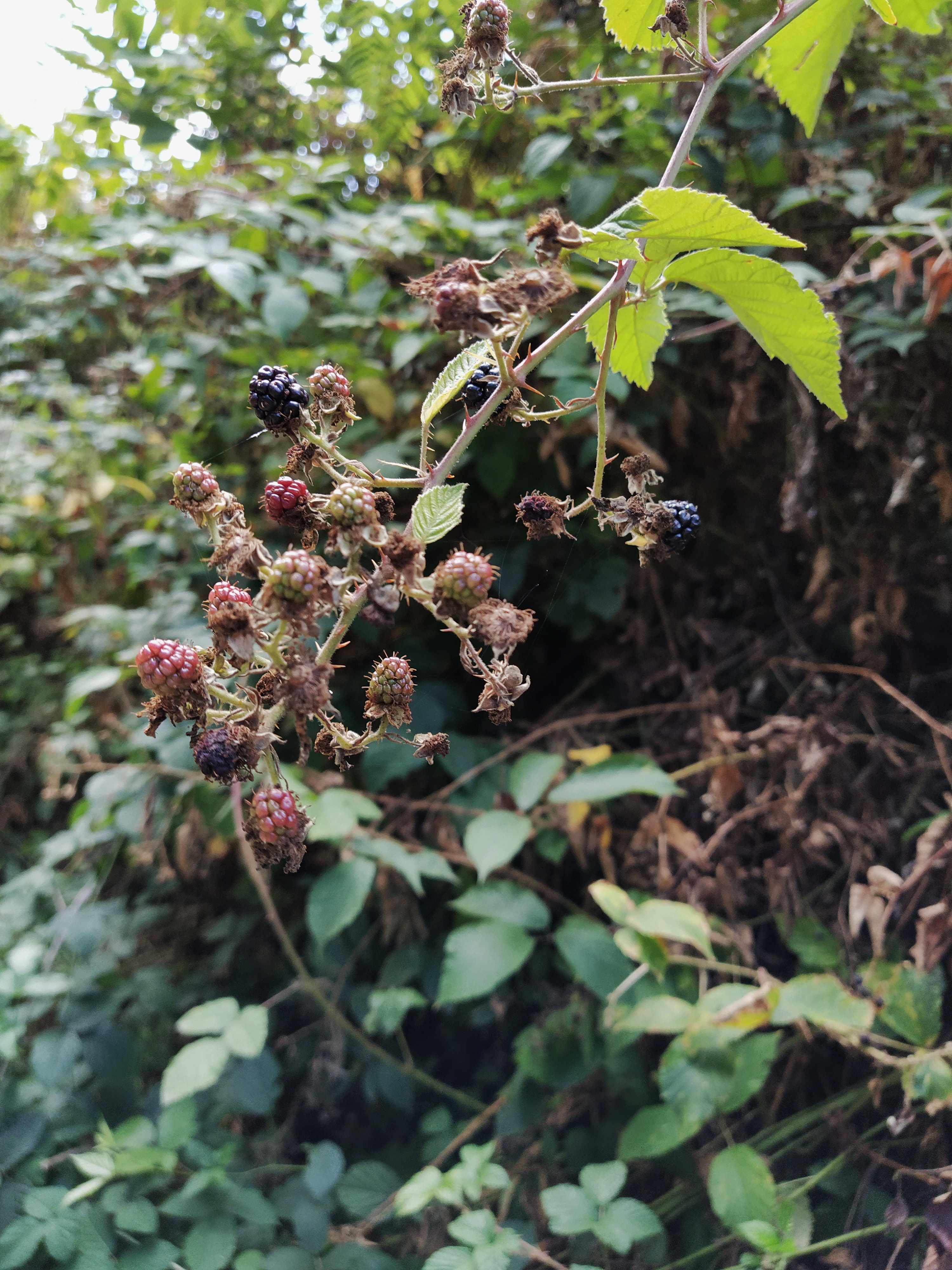 IMG_20200824_121054-01